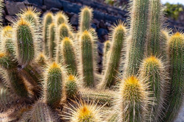 Créer un espace extérieur convivial sans dépenser un centime : 5 idées ingénieuses pour aménager son jardin sans palettes